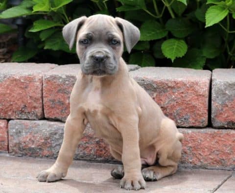 Cane Corso Puppy for Sale