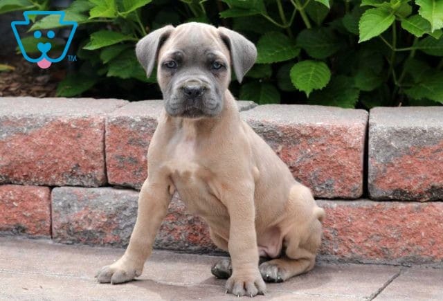Cane Corso Puppy for Sale