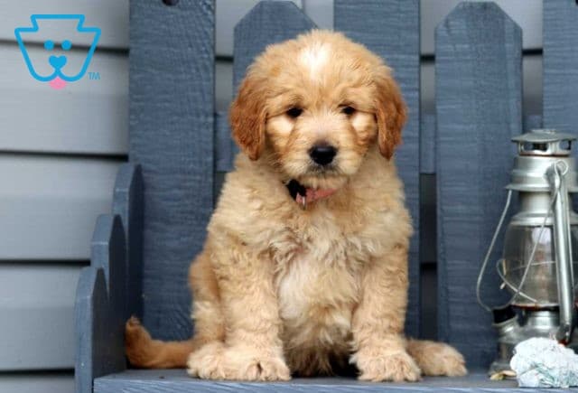 goldendoodle puppy for sale