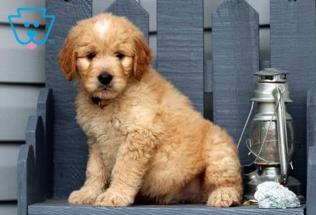 Speedy Goldendoodle2