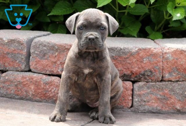 Cane Corso Puppy for Sale
