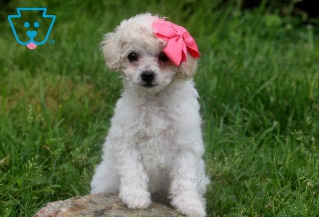 Stella Toy Poodle