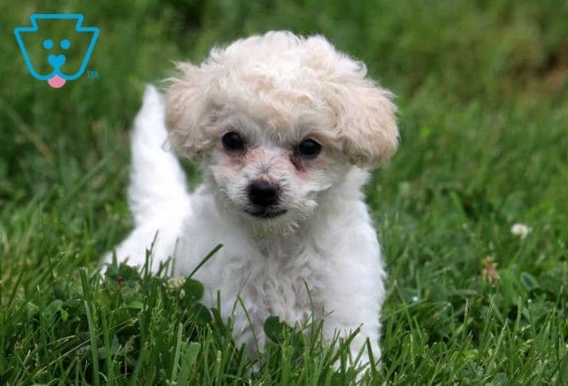 Stella Toy Poodle2
