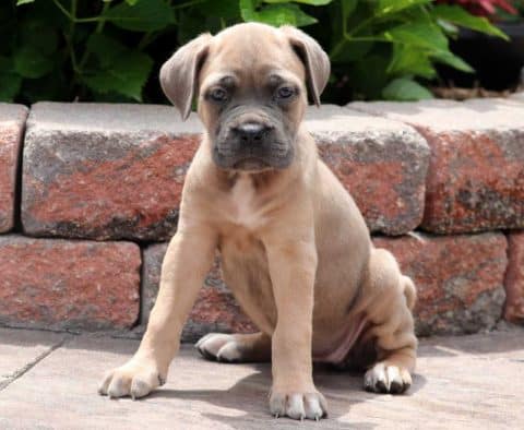 Cane Corso Puppy for Sale