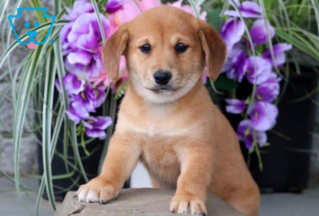 Sweetie Shiba Inu Mix