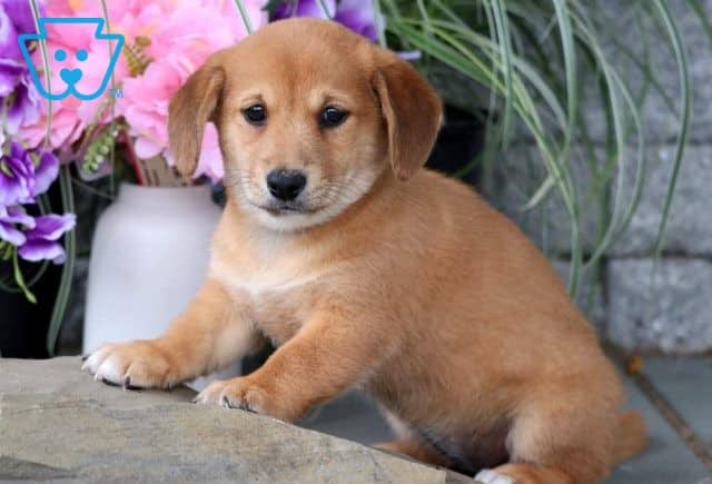 Sweetie Shiba Inu Mix2