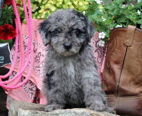 mini labradoodle puppy for sale
