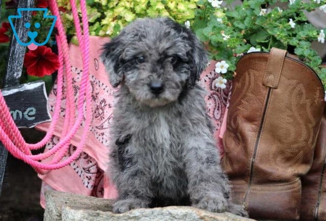 mini labradoodle puppy for sale