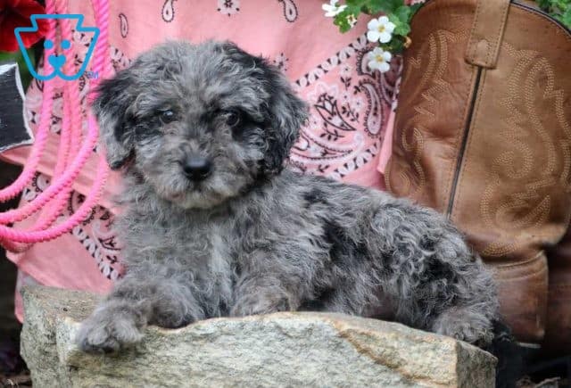 Tank Mini Labradoodle2