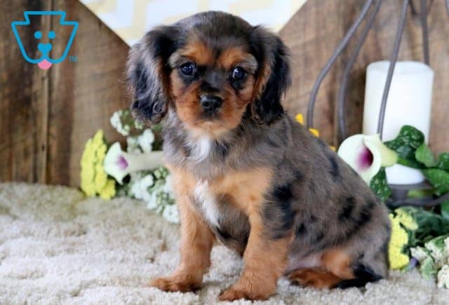 Teddy Cavalier 1-001