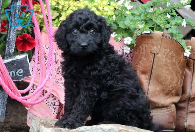 Tootsie Mini Labradoodle