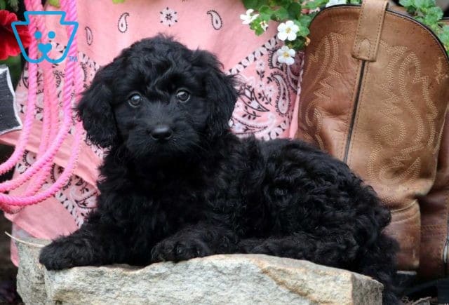 Tootsie Mini Labradoodle2