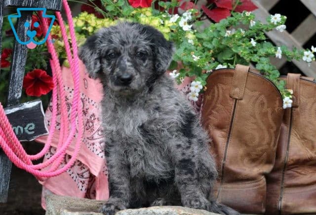 Trouble Mini Labradoodle