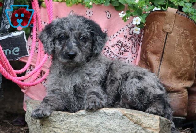 Trouble Mini Labradoodle2