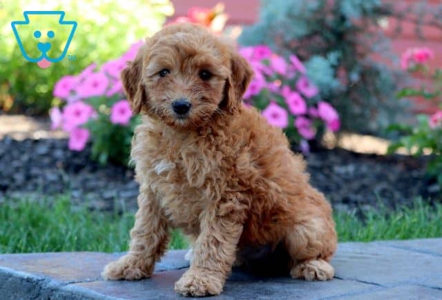 True Mini Goldendoodle 1-001