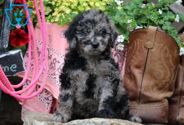 True Mini Labradoodle