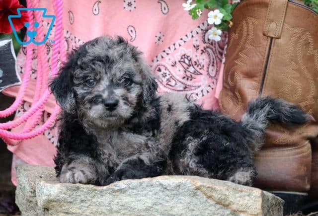 True Mini Labradoodle2