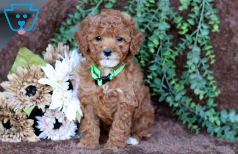 Cavapoo puppy