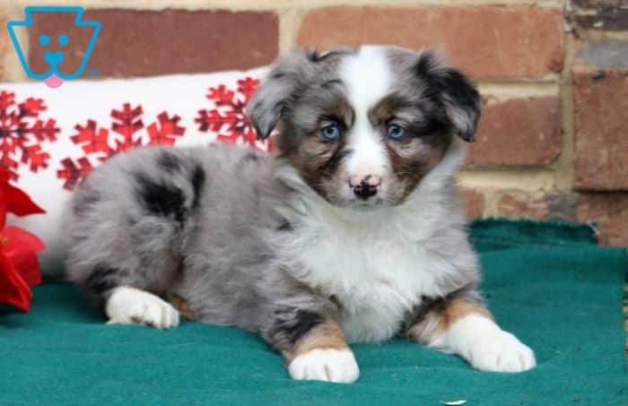 Mini Australian Shepherd puppy.