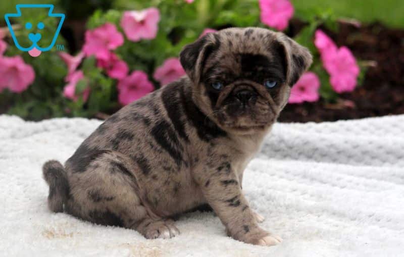 Pug puppy