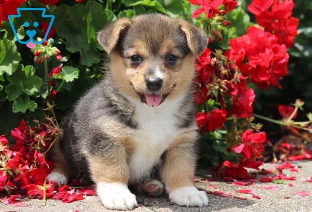 Abby Corgi