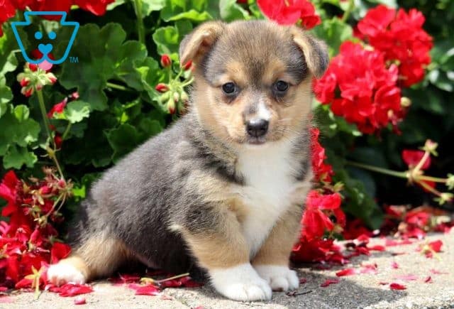 Abby Corgi2