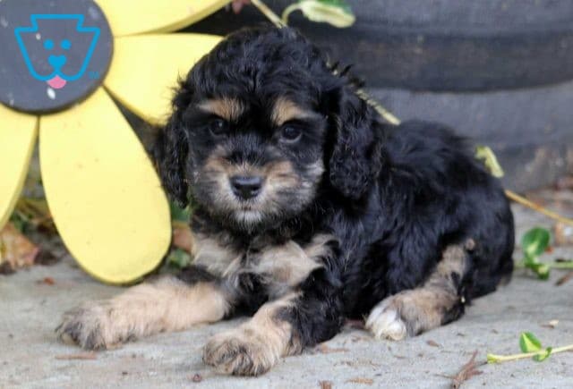 Anthony Cockapoo2