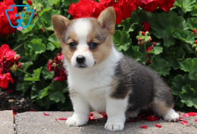 Archie Corgi