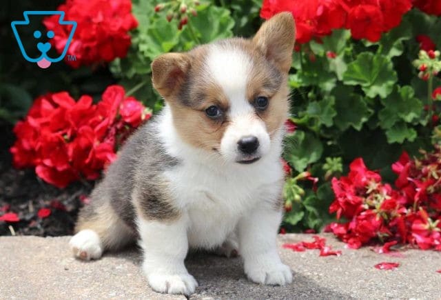 Archie Corgi2