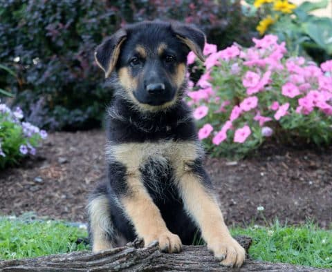 German Shepherd Puppies for Sale | Purebred German Shepherd Breeders
