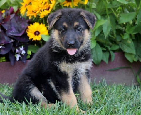 German Shepherd Puppies for Sale | Purebred German Shepherd Breeders