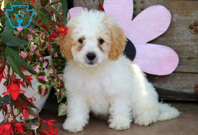 Aspen cavapoo retake