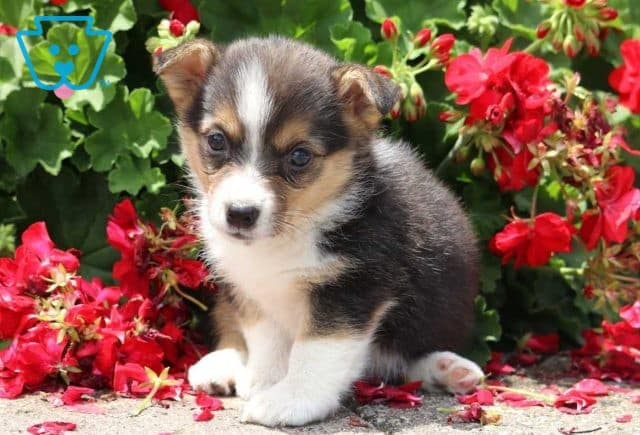 Ava Corgi