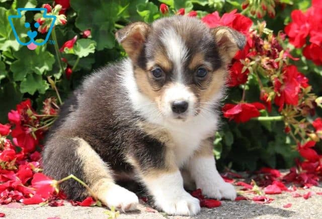 Ava Corgi2