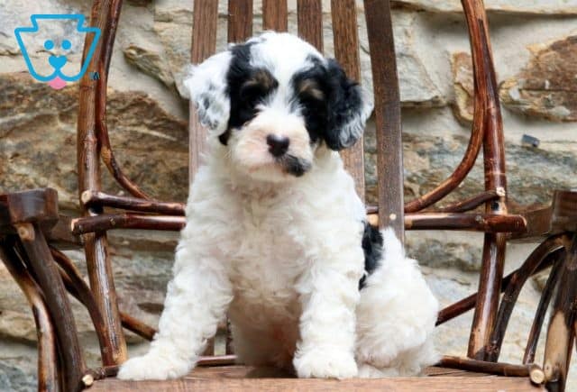 Babycakes Mini Bernedoodle 1-001