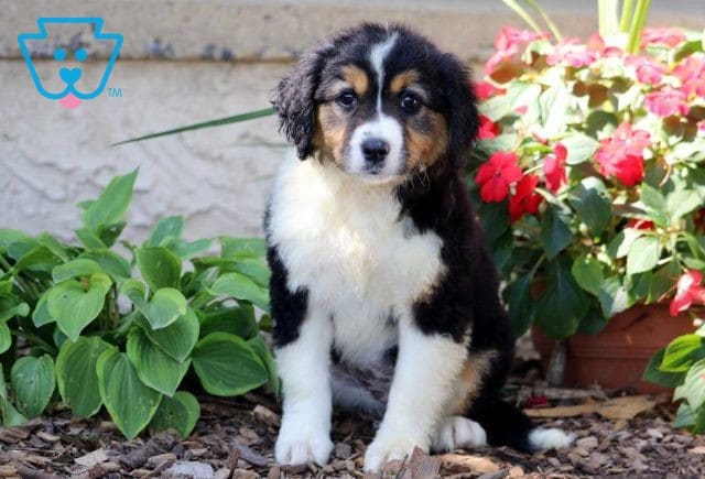 Bambi Australian Shepherd Mix