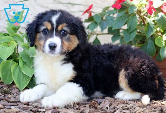 Bambi Australian Shepherd Mix2