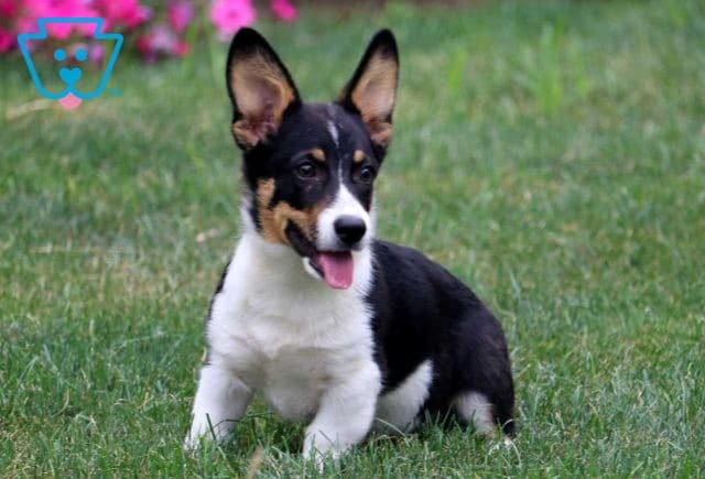Bean Corgi retake