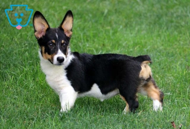 Bean Corgi retake2