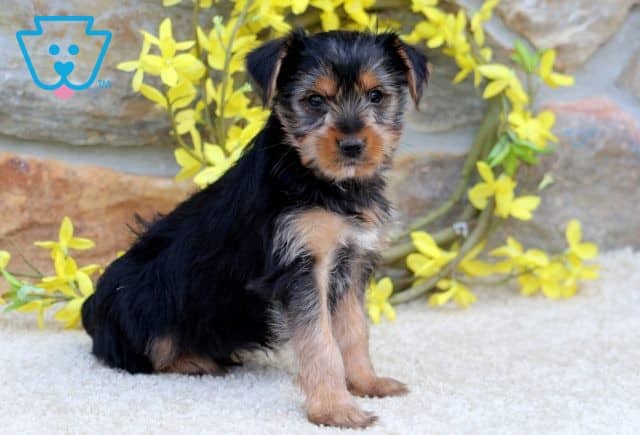 Benji 2-001