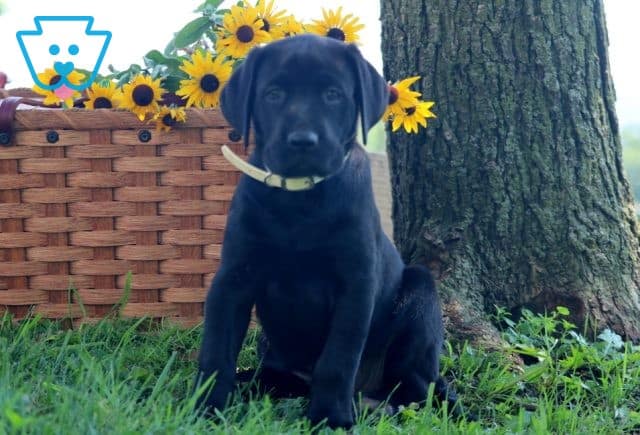 Betty Black Lab 1-001