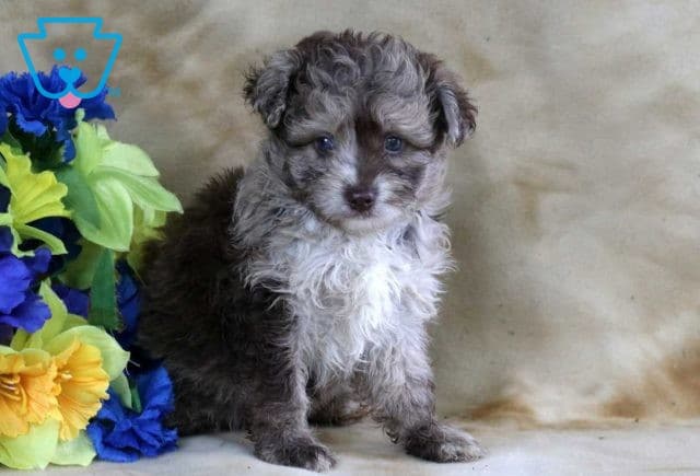 Blu Pomsky Mix