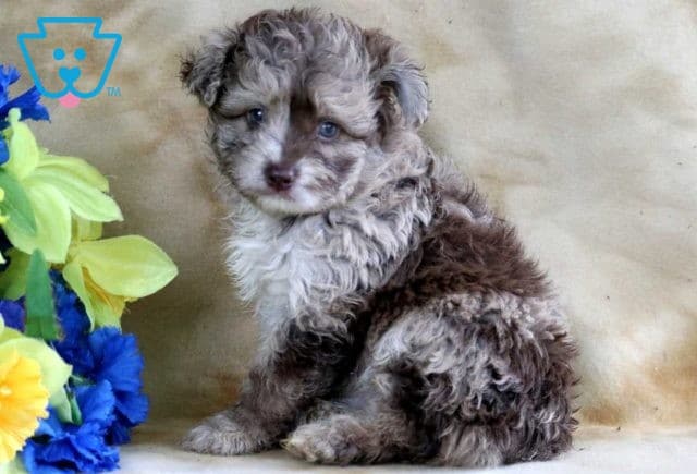 Blu Pomsky Mix2