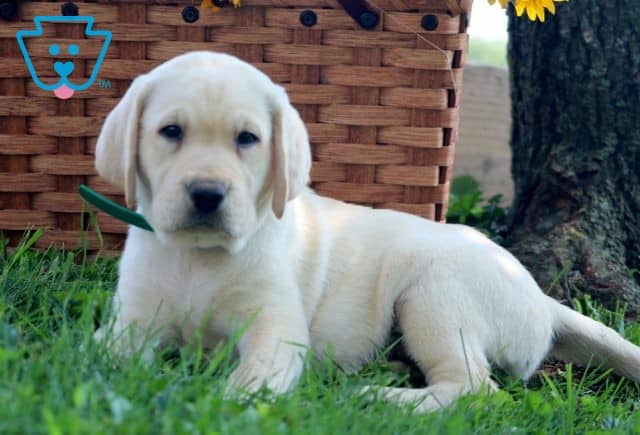 Blue Yellow Lab 1-001