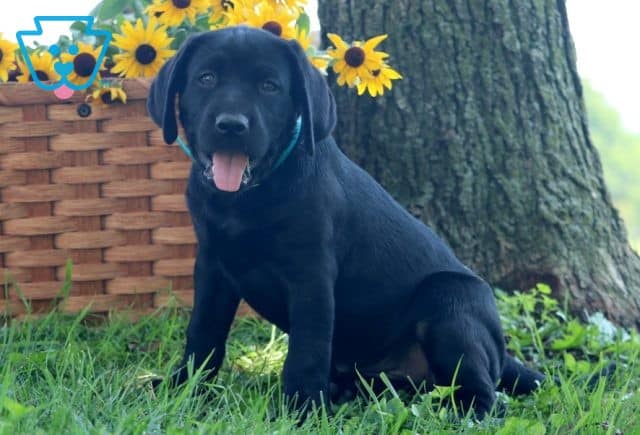 Blueberry Black Lab 1-001