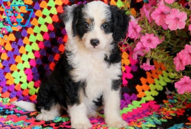 Britt Mini Bernedoodle 1-001