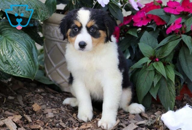 Brittany Australian Shepherd Mix