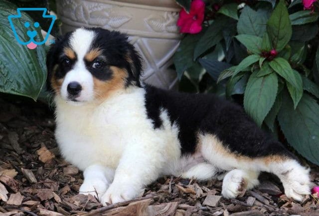 Brittany Australian Shepherd Mix2