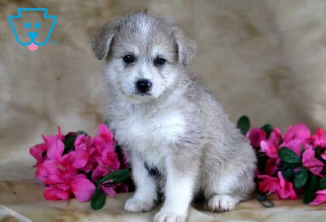 Bubbles Pomsky Mix