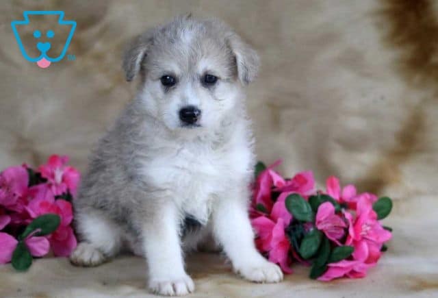 Bubbles Pomsky Mix2